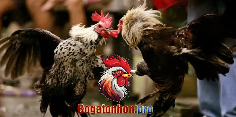 Bồ Tonhon nguồn gốc và lịch sử Bồ Tonhon nguồn gốc và lịch sử