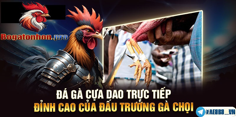 Địa chỉ đá gà cựa dao uy tín Bồ Tonhon