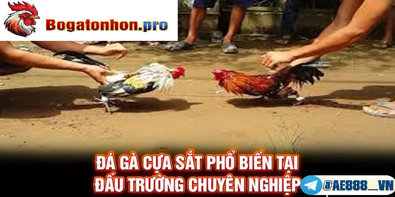 Địa điểm đá gà cựa sắt nổi tiếng Tonhon Địa điểm đá gà cựa sắt nổi tiếng Tonhon