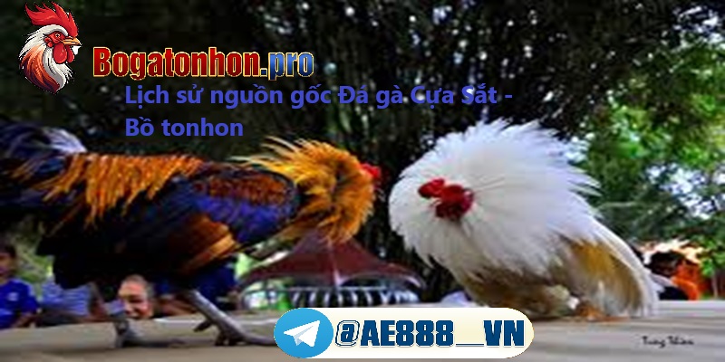 Lịch sử nguồn gốc Đá gà cựa sắt Lịch sử nguồn gốc Đá gà cựa sắt
