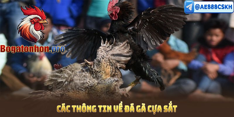 Luât đá gà cựa sắt tại bồ Tonhon Luât đá gà cựa sắt tại bồ Tonhon