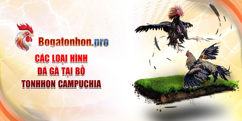 Các loại hình đá gà tại Bồ Tonhon Campuchia
